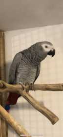 Lost African Grey