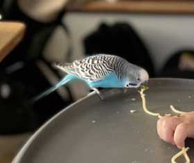 Lost Budgerigar