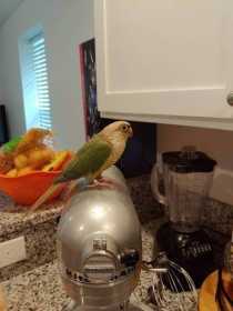 Lost Conure