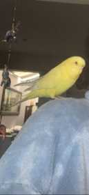 Lost Budgerigar