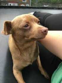 Lost Dog
