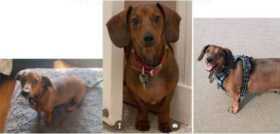Lost Dog