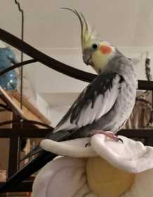 Lost Cockatiel