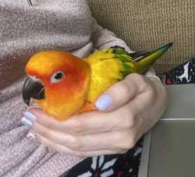 Lost Conure