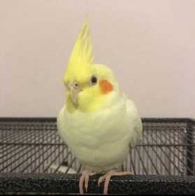 Lost Cockatiel