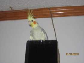 Lost Cockatiel