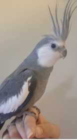 Lost Cockatiel