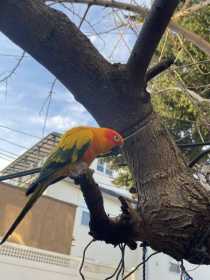 Lost Conure