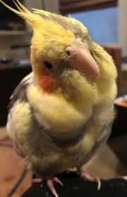 Lost Cockatiel