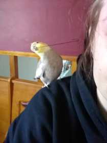 Lost Cockatiel