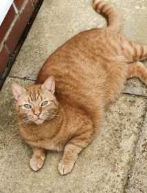Lost Cat