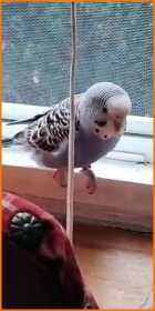 Lost Budgerigar