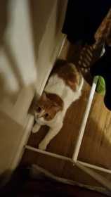 Lost Cat