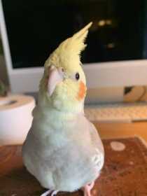 Lost Cockatiel