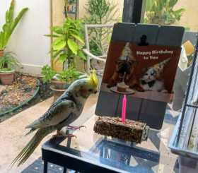 Lost Cockatiel