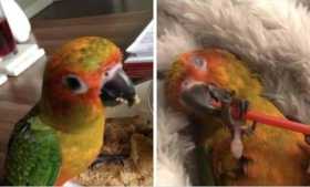 Lost Conure