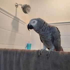 Lost African Grey