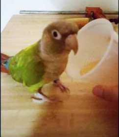 Lost Conure