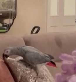 Lost African Grey