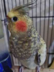 Lost Cockatiel