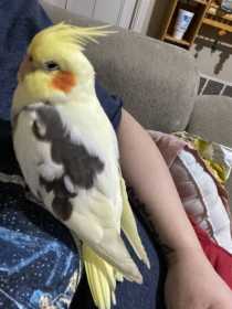 Lost Cockatiel