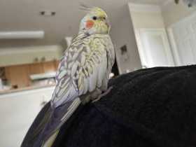 Lost Cockatiel