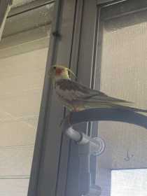 Lost Cockatiel