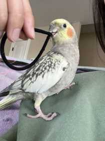 Lost Cockatiel