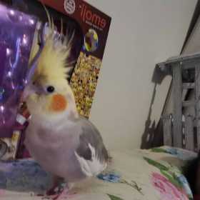 Lost Cockatiel