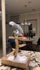 Lost African Grey