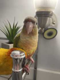 Lost Conure