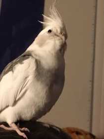 Lost Cockatiel