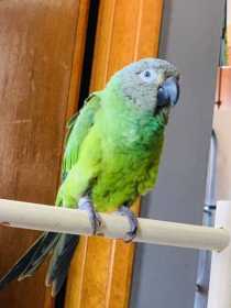 Lost Conure