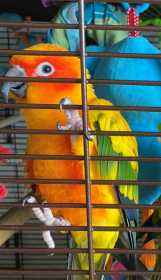 Lost Conure