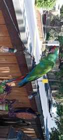 Lost Macaw