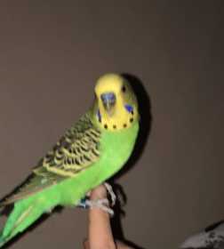 Lost Parakeet