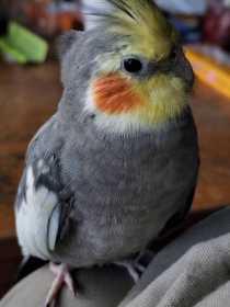 Lost Cockatiel