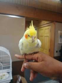 Lost Cockatiel