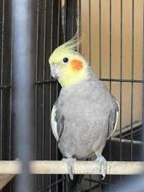 Lost Cockatiel