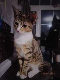 Lost Cat
