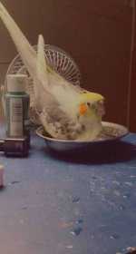 Lost Cockatiel