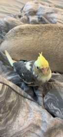 Lost Cockatiel