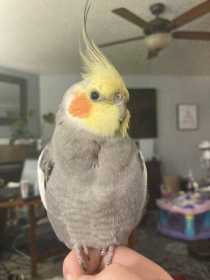 Lost Cockatiel