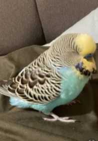 Lost Budgerigar