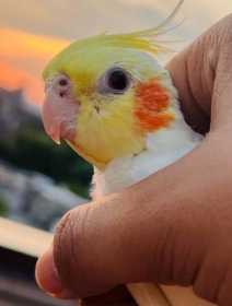 Lost Cockatiel