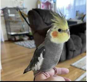 Lost Cockatiel