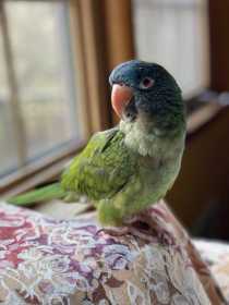 Lost Conure