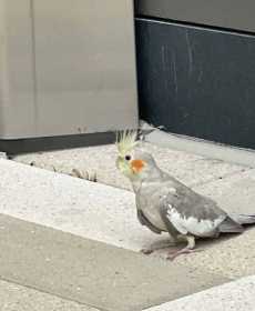 Lost Cockatiel