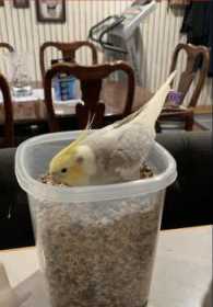 Lost Cockatiel