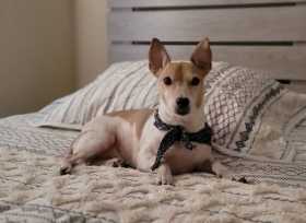 Lost Dog